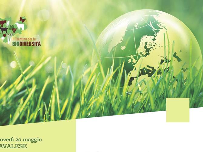 La biodiversità nell'agricoltura di montagna, il convegno 
Appuntamento con la biodiversità giovedì 20 maggio a Cavalese, con un convegno in diretta streaming promosso dal Servizio provinciale Politiche di sviluppo rurale e ospitato dalla Magnifica comunità di Fiemme.
L'iniziativa cade in una data significativa, proprio il 20 maggio data in cui ricorrono la Giornata nazionale della biodiversità di interesse agricolo e alimentare e la Giornata Mondiale delle Api.