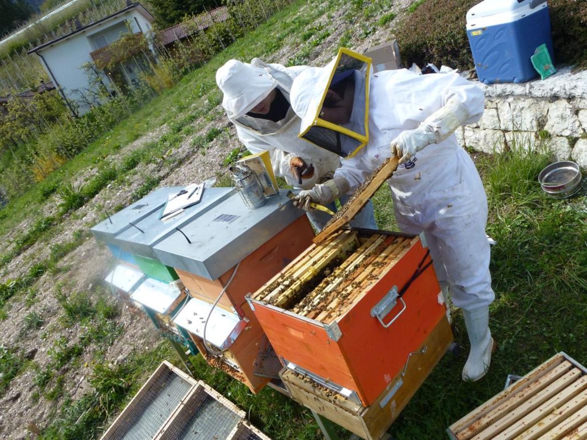 Apicoltura: arrivano i finanziamenti per il 2019 La Giunta provinciale, su indicazione dell'assessore all'agricoltura Giulia Zanotelli, ha approvato la concessione dei contributi per la produzione e la commercializzazione dei prodotti dell'apicoltura.