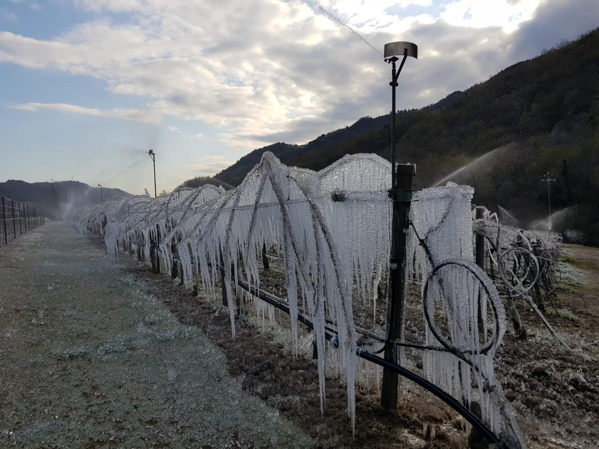 L’analisi, realizzata da Cso Italy per conto di Alleanza cooperative, analizza i danni per pesche, albicocche, susino, ciliegie, includendo anche le perdite dell’indotto. Il coordinatore Ortofrutta Davide Vernocchi lancia un appello ai consumatori: “Scegliete frutta nazionale”.