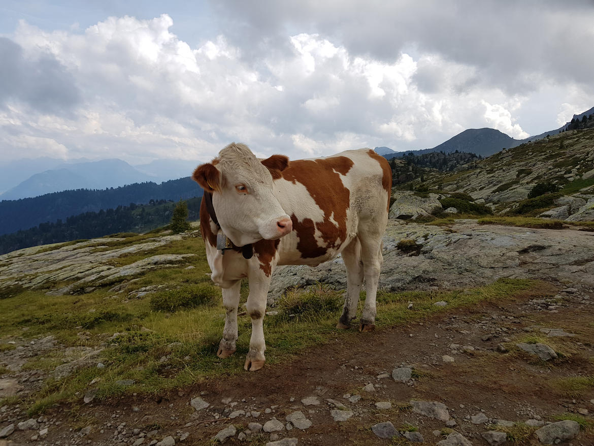 Pensione complementare per il settore zootecnico, domande di contributo entro il 31 dicembre E' stato prorogato al 31 dicembre 2020 il termine di presentazione delle domande di concessione del contributo previsto per i coltivatori diretti, mezzadri e coloni, operanti in aziende zootecniche ubicate in zone svantaggiate, per i versamenti effettuati in forme di pensione complementare nell'anno 2019. Lo ha deciso la Giunta provinciale su proposta dell'assessore alle politiche sociali Stefania Segnana.