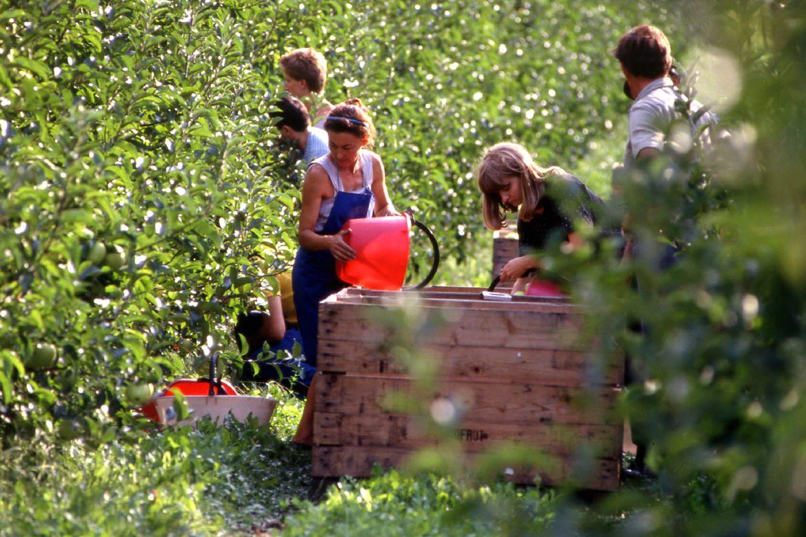 Concessi con delibera dalla Giunta provinciale all’Ente Bilaterale Ortofrutta Trentino i 2.500.000 euro stanziati per sostenere i lavoratori &quot;storici&quot; del settore agricolo che hanno subito una diminuzione di reddito a causa della minore occupazione determinata dai cali produttivi provocati dalle gelate del 2017. Di questi 2.000.000 saranno immediatamente erogati a titolo di anticipo mentre euro i restanti 500.000 a titolo di saldo solo previa presentazione entro il 31/12/2018 della rendicontazione di quanto erogato ai lavoratori, che dovevano essere già occupati presso datori di lavoro aderenti all'Ebot all'epoca delle gelate. 