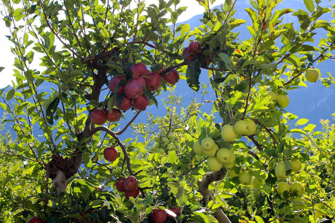 La Giunta provinciale ha approvato i criteri per la concessione di contributi per il rinnovo degli impianti frutticoli. 