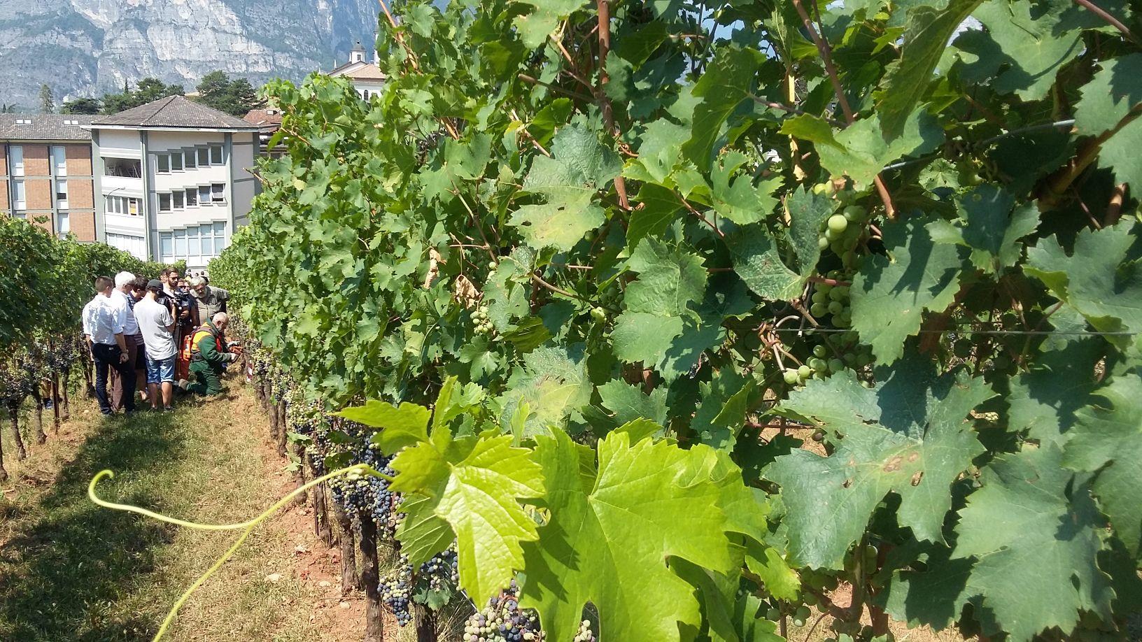 Massiccia presenza di viticoltori per la tradizionale giornata dedicata all’agricoltura biologica.