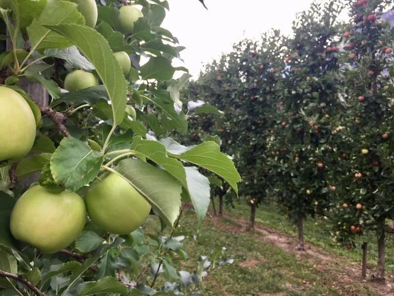 Più di trecento frutticoltori  alla giornata tecnica “porte aperte” a Maso delle Part di Mezzolombardo.