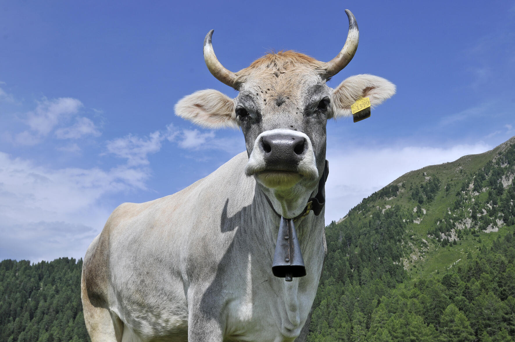 Un convegno in diretta streaming dedicato alla ricchezza agricola e alimentare del Trentino.