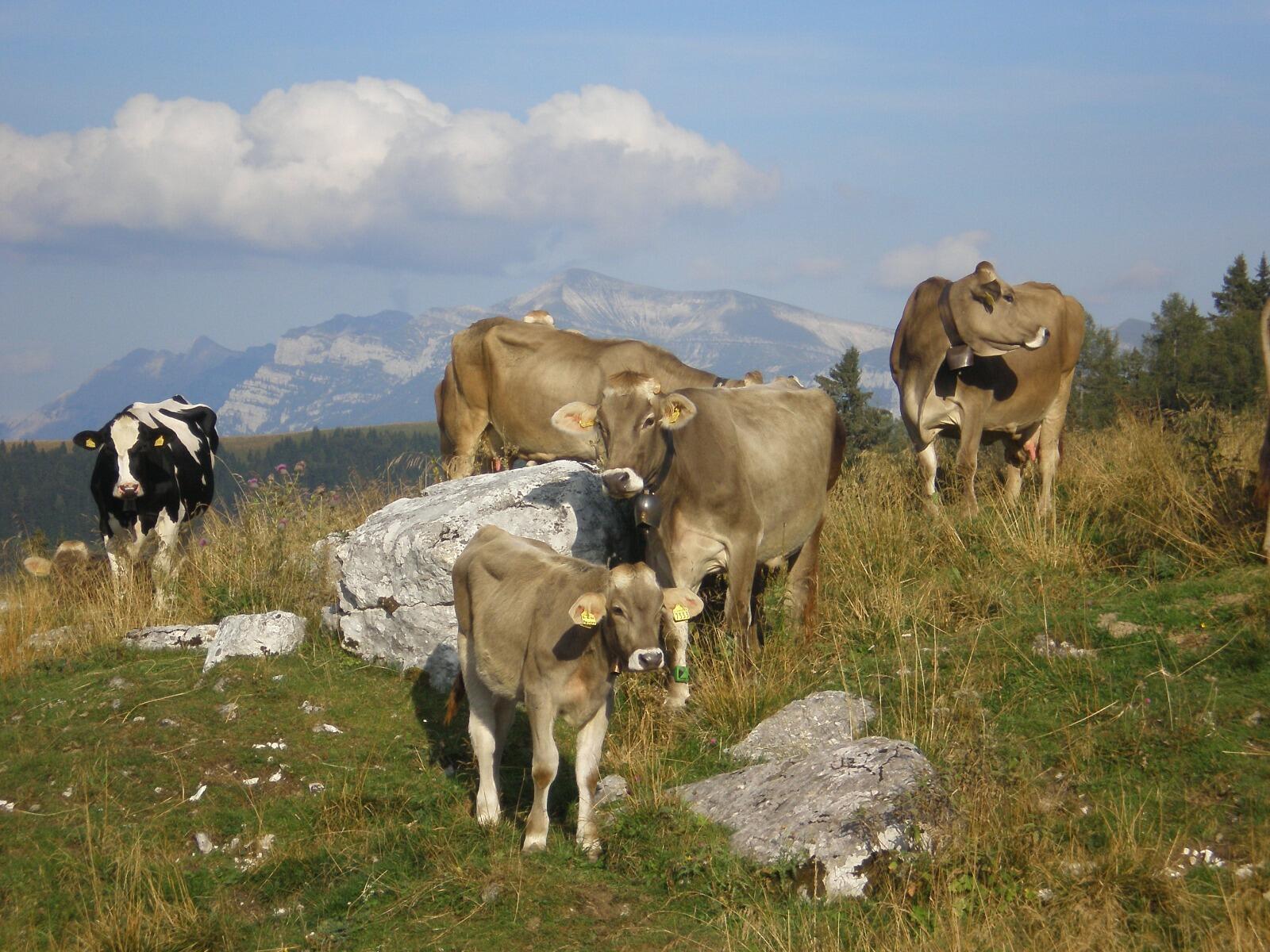 Unisce Provincia, Fondazione Mach, Produttori Ortofrutticoli, Consorzio Tutela Vini e Federazione Allevatori.