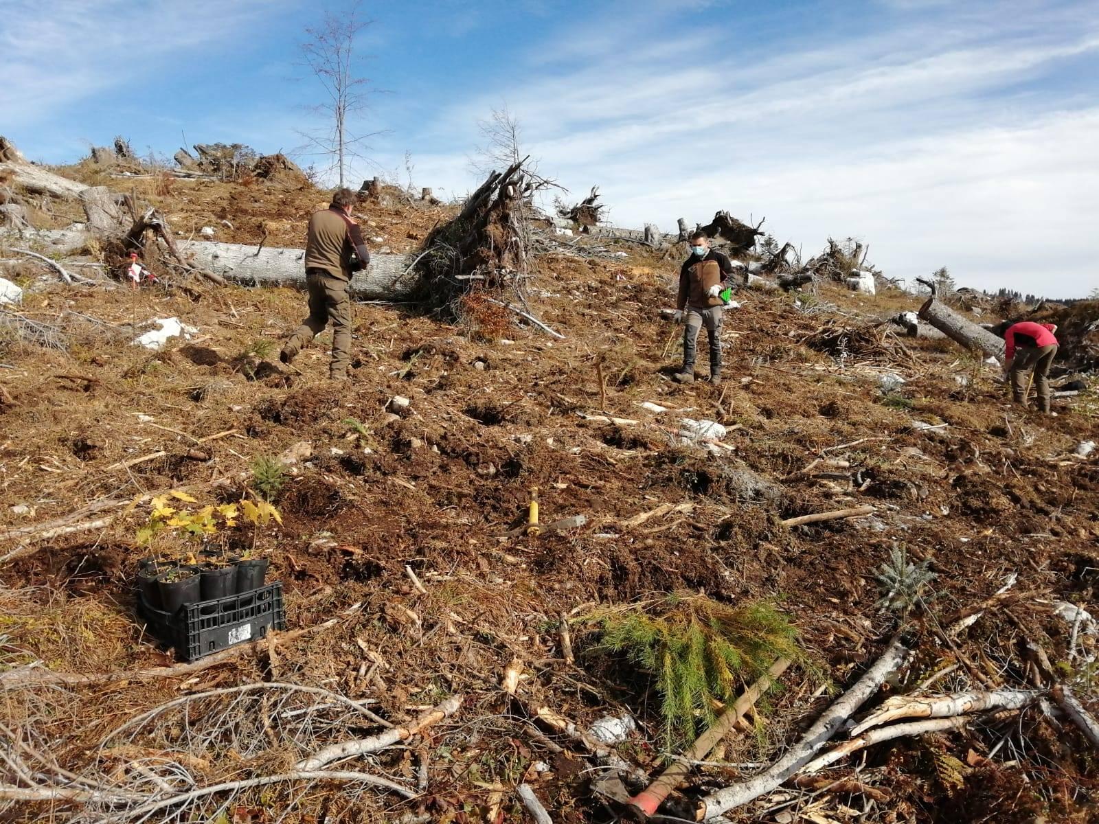 Gli interventi di rimozione e recupero di alberi e tronchi abbattuti dalla tempesta Vaia sono ancora in corso. Tanto è l’impegno degli operatori sull’intero territorio, a poco più di due anni dalla tempesta che ha cambiato l'aspetto delle foreste del Trentino. Un lavoro prezioso, sulla base del quale l’assessore Giulia Zanotelli ha portato in Giunta la delibera che definisce i criteri e le modalità per la concessione di contributi per il rimborso fino ad un massimo del 50% dei costi sostenuti dai soggetti attuatori, ossia i proprietari forestali più colpiti da Vaia e riconosciuti in uno specifico elenco previsto nel Piano d'azione per la gestione degli interventi di esbosco e ricostituzione dei boschi danneggiati dagli eventi atmosferici dell’ottobre 2018.